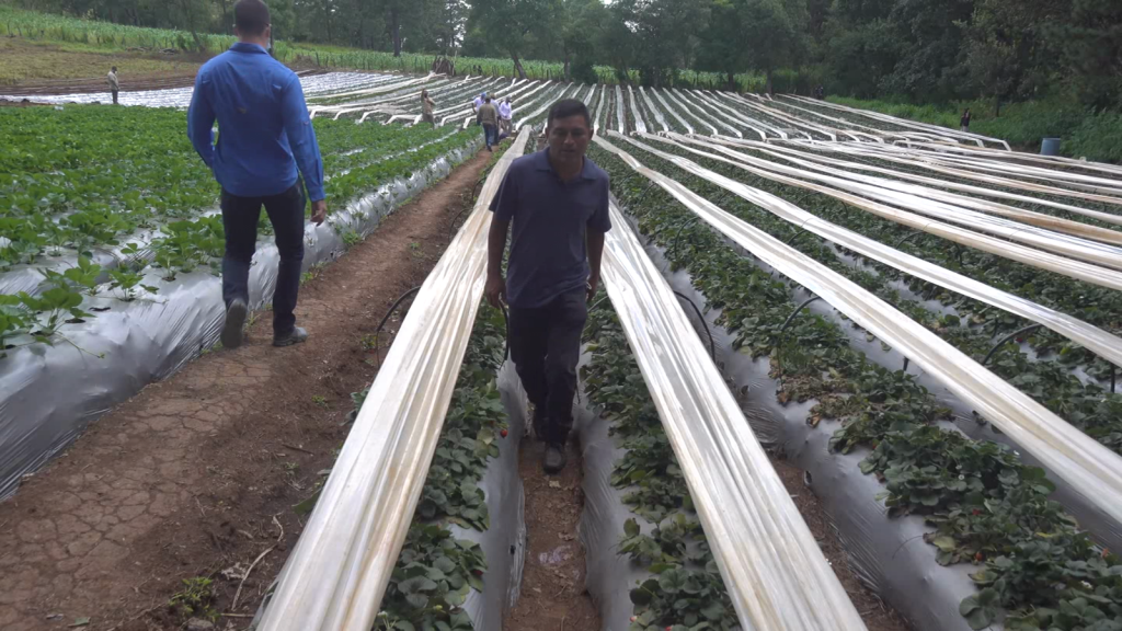 Proyecto agropecuario busca evitar que hondureños salgan de su país