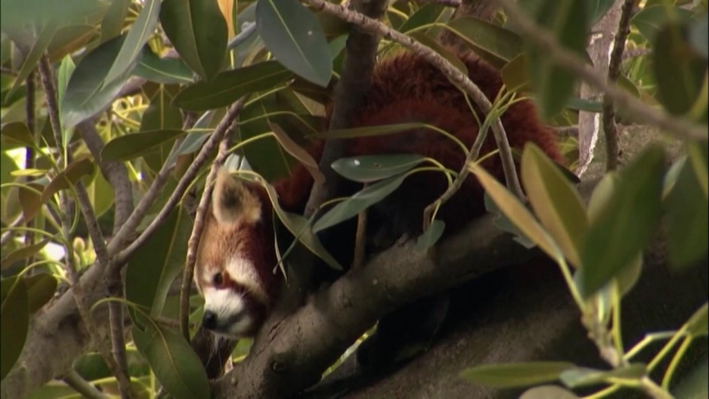 Así capturaron a un panda rojo fugitivo en Australia