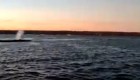 Rescatan a 3 ballenas que quedaron varadas en costa argentina