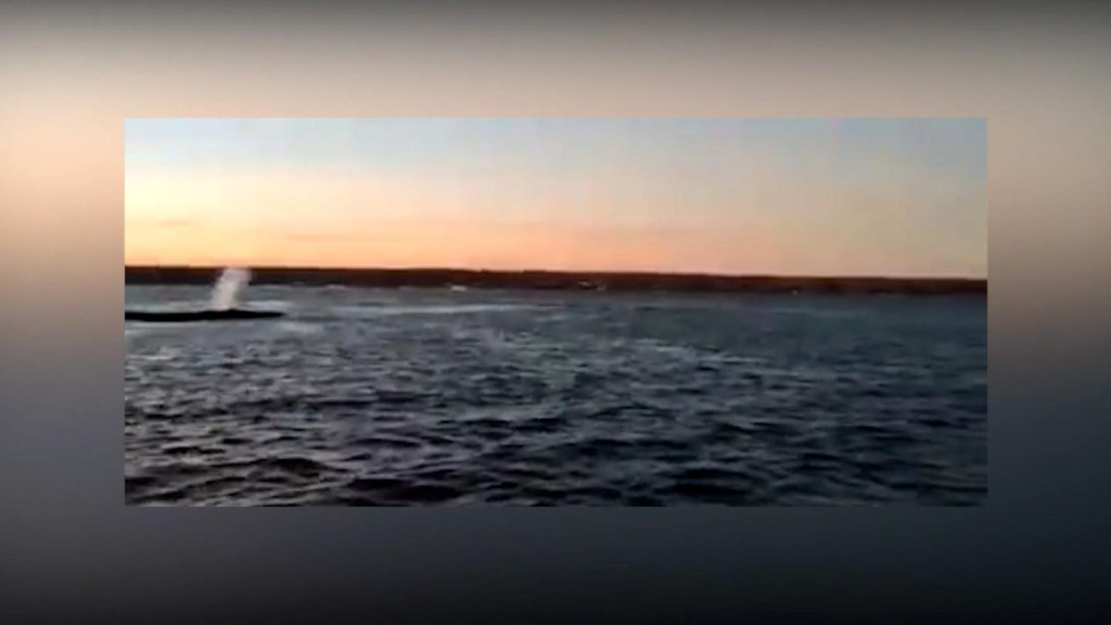 Rescatan a 3 ballenas que quedaron varadas en costa argentina