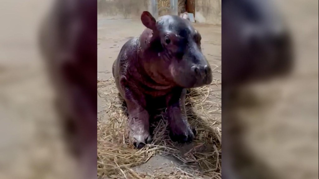 This baby hippo already has a name.  They chose him on Twitter