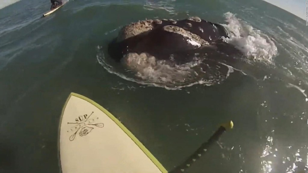 Watch the unusual encounter of these young people with a group of whales