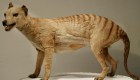 El tigre de Tasmania vuelve luego de años extinto