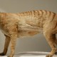 El tigre de Tasmania vuelve luego de años extinto
