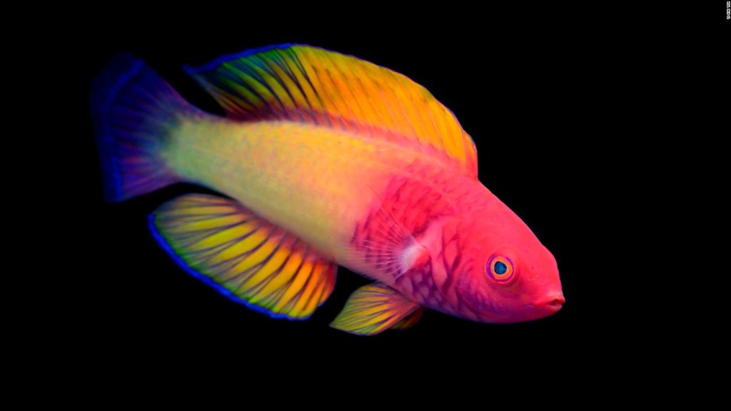 peces nuevas especies crepuscular océano