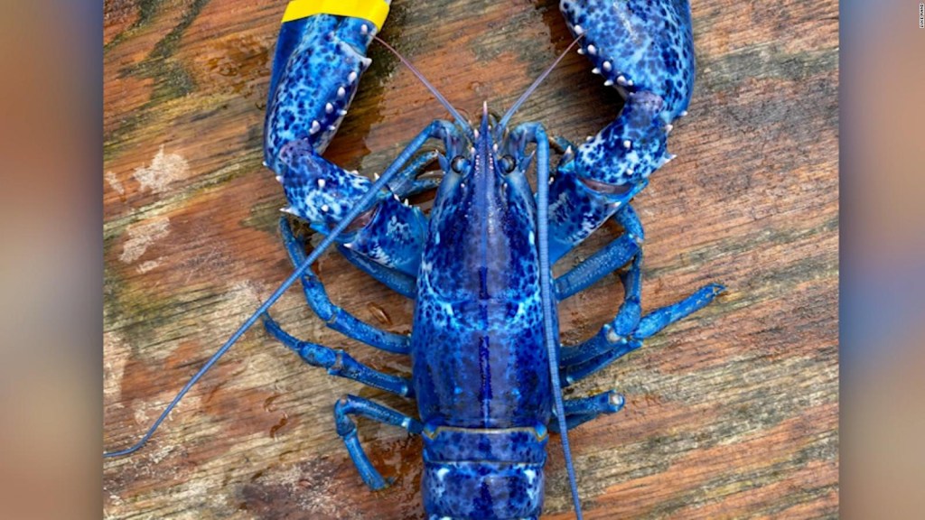 See the rare blue lobster they caught off the coast of Maine