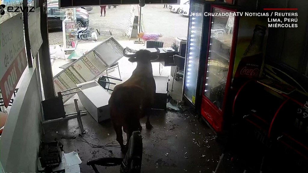 A bull escapes from a truck and rams stores in Peru
