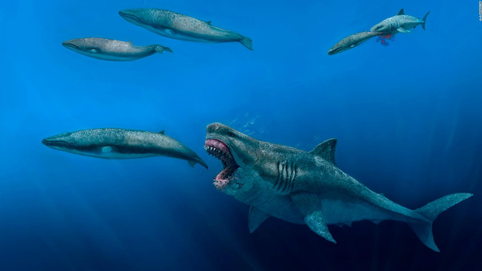 Tiburón ballena vs megalodón