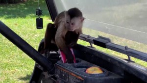 Este pequeño mono logró llamar a la policía de California ¿Cómo lo hizo?