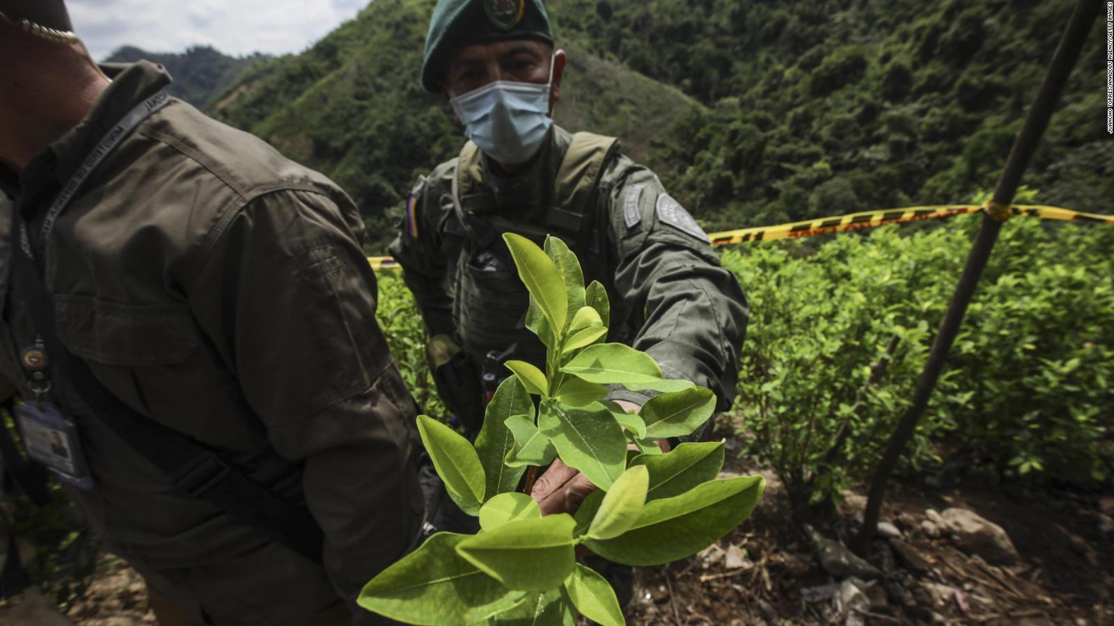 220821053306 03 colombia drugs full 169 - Colombia vislumbra caminos para acabar la guerra contra las drogas: ¿legalización de la marihuana y la cocaína?