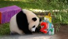Este panda celebró su cumpleaños con un pastel especial