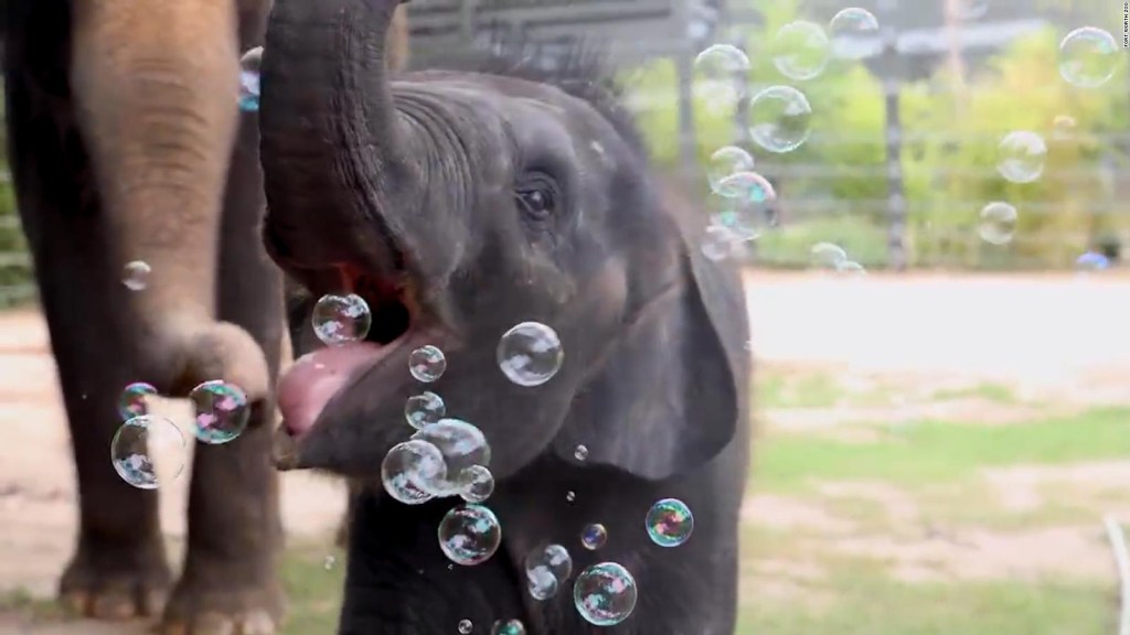 Watch this baby elephant play with bubbles for the first time
