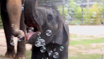 Mira a este bebé elefante jugar con burbujas por primera vez