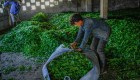Nuevas cepas de té revolucionan su producción en Turquía