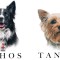 Sentencia de 10 años por la muerte  de los perros rescatistas Athos y Tango