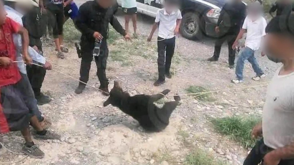 They ask to sanction policemen who did not stop bear torture in Mexico