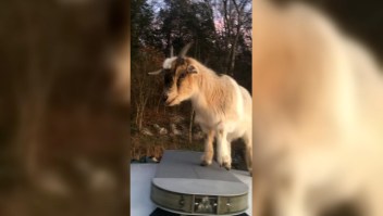Cabras se apoderan de una patrulla en Alabama