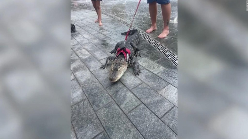 This alligator walked with his owner through a park in Philadelphia