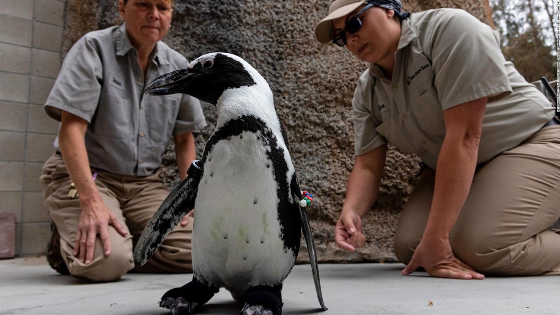Pingüino del zoo de San Diego recibe zapatos ortopédicos