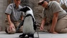 Pingüino del zoo de San Diego recibe zapatos ortopédicos