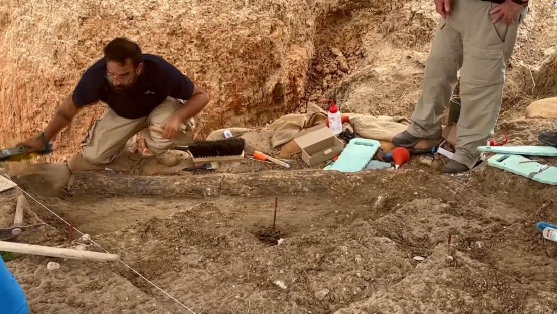 Mira el imponente colmillo de medio millón de años hallado en Israel