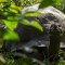 Investigan muerte de varias tortugas gigantes en Galápagos