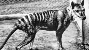 Casi 100 años después de su extinción, el tigre de Tasmania podría volver a vivir. Los científicos quieren resucitar al marsupial carnívoro rayado, conocido oficialmente como tilacino, que solía vagar por la selva australiana.
