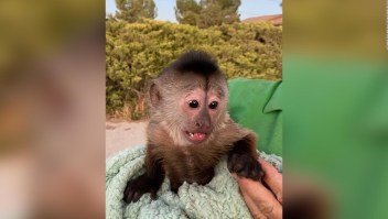 mono capuchino california