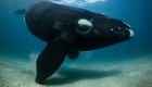 vida silvestre 2022 ballena extinción