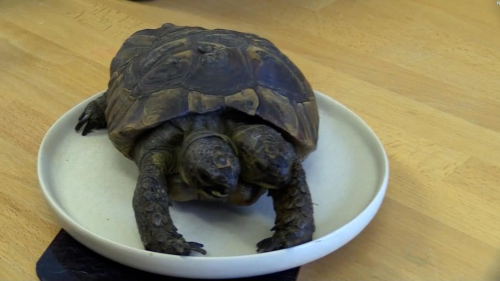 Conoce a Janus, la tortuga de dos cabezas que cumple 25 años