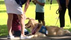 Dogs give comfort to children who return to classes in Uvalde after shooting