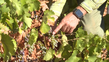 Olas de calor y sequía afectan la industria vitivinícola en España