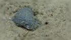 Esta rara criatura marina rugosa tiene perplejos a los expertos