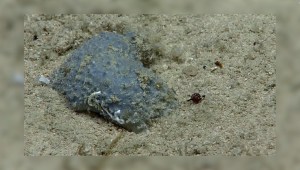 Esta rara criatura marina rugosa tiene perplejos a los expertos