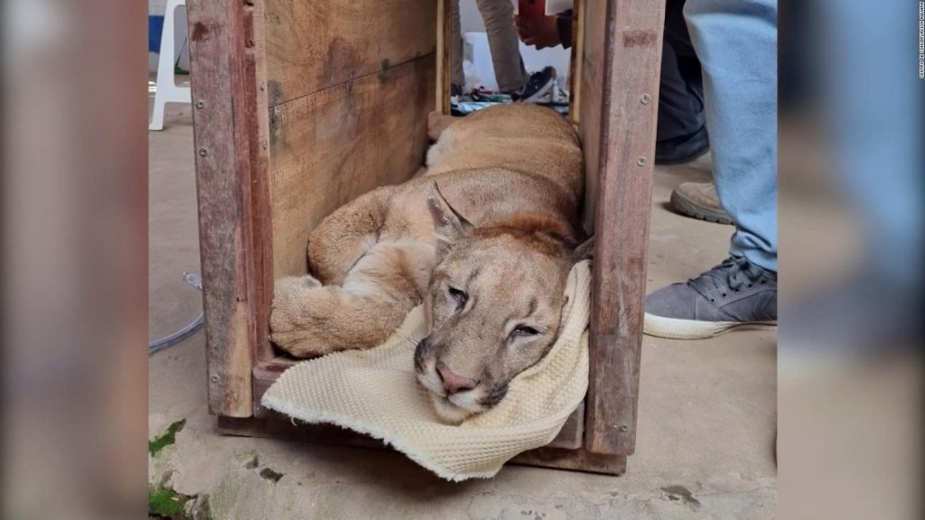 This cougar was seen very close to an urban area in Argentina