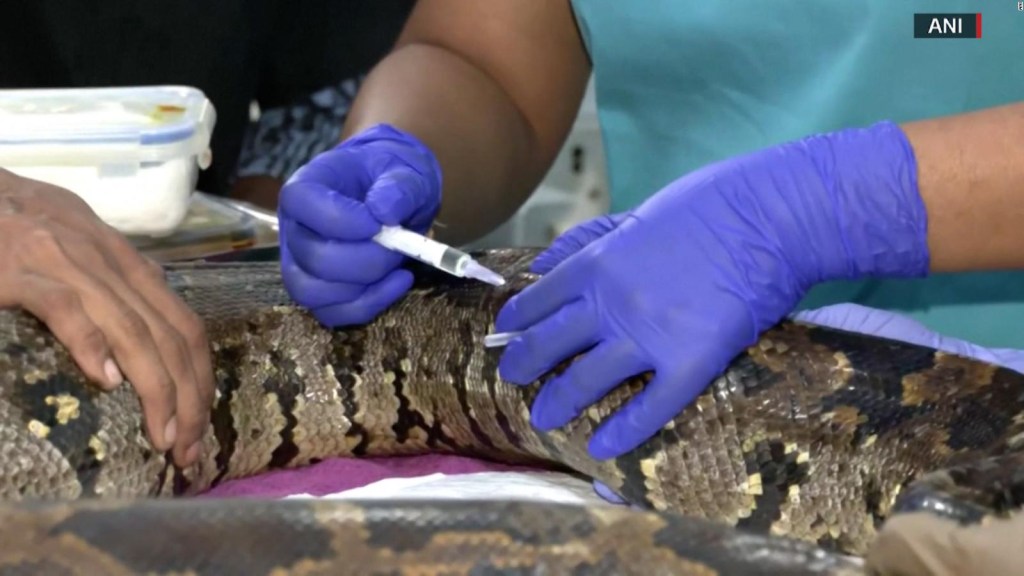 Por medio de cirugía plástica rescatan a serpiente pintón
