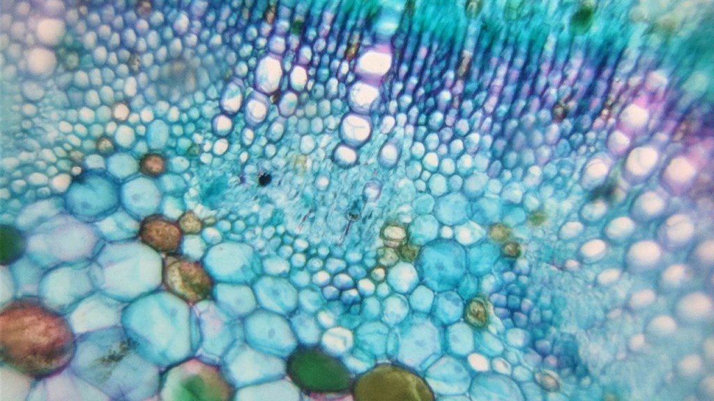 Foldscope microscopio premio ciencia