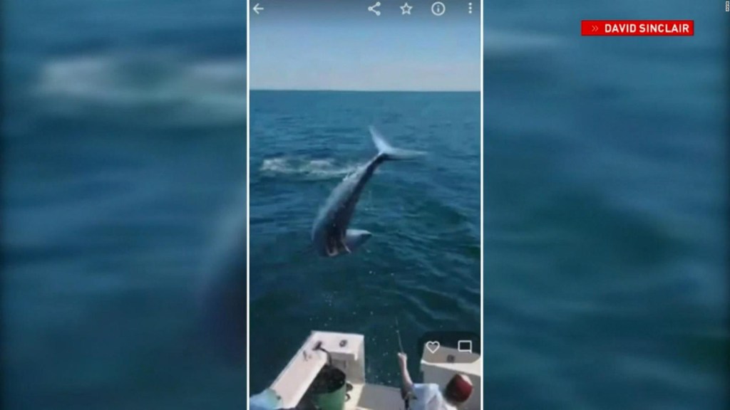 Ve a un tiburón saltar a un barco de pesca en Maine, Estados Unidos