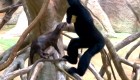 Una nutria y un simio, la pareja más extraña de este zoológico