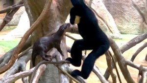 Una nutria y un simio, la pareja más extraña de este zoológico