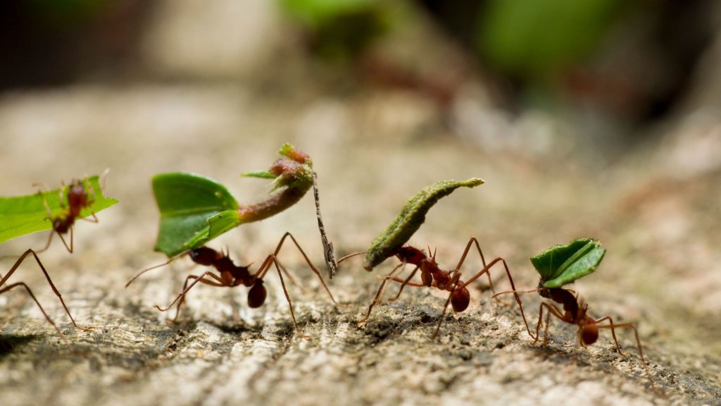 ant population