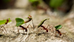 población hormigas