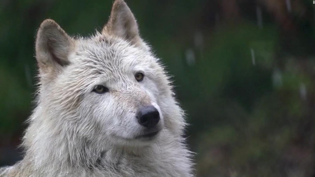 ¿Podrían los lobos ser los nuevos mejores amigos del hombre?