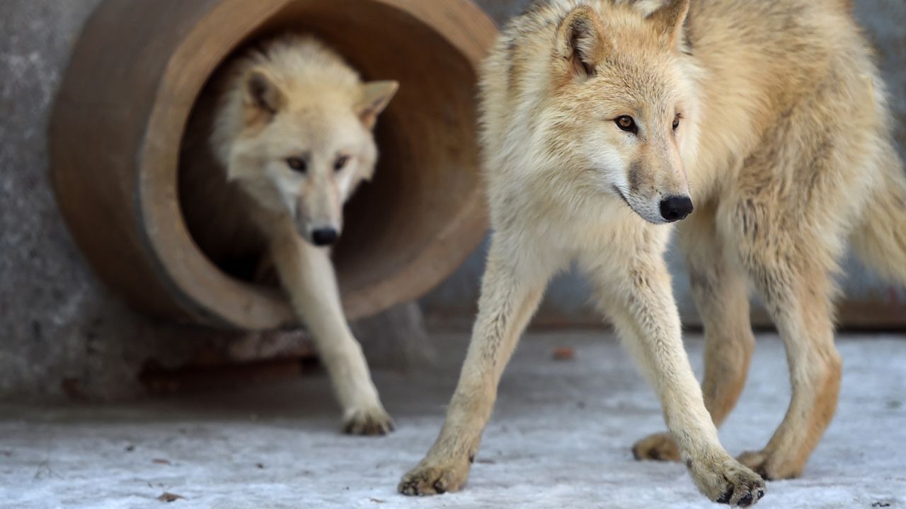 Investigadores chinos clonan un lobo ártico en un esfuerzo de conservación " histórico" - Noticiero.lat