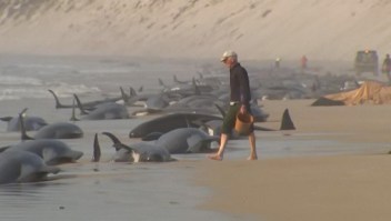 Hallan 230 ballenas varadas en la costa de Australia