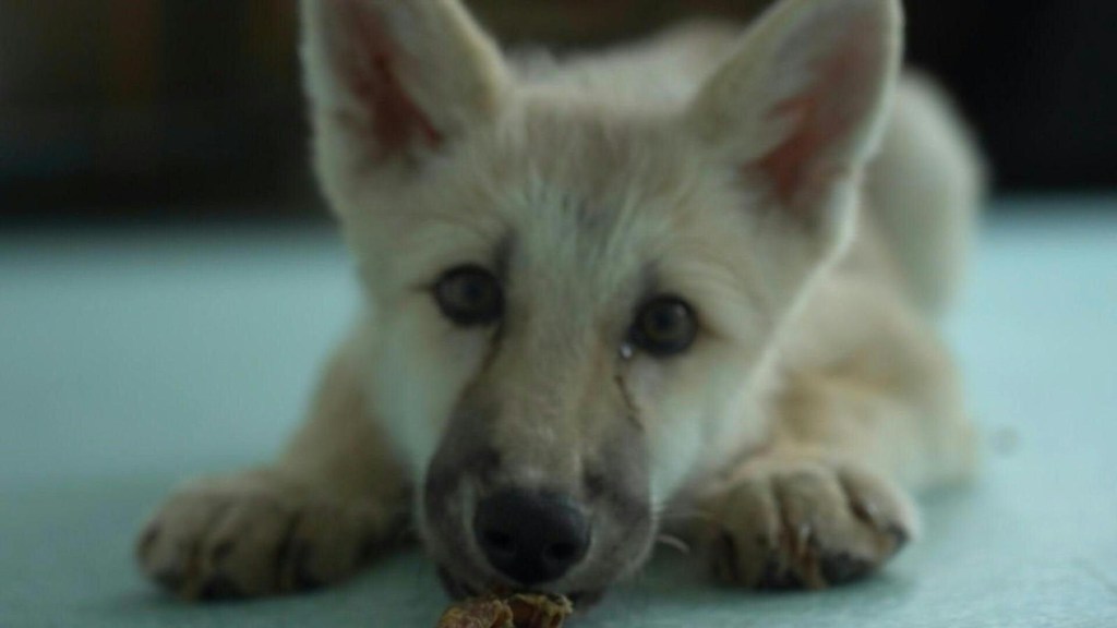 For the first time in history, an arctic wolf was cloned in China