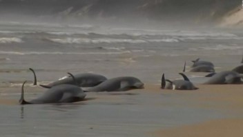 Solo 35 ballenas varadas en Australia están vivas