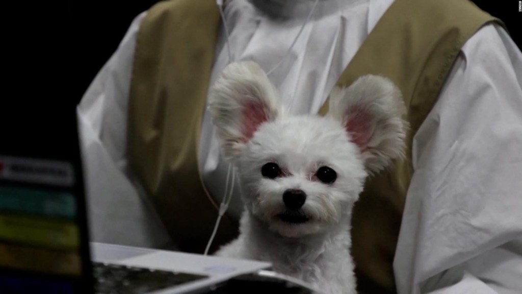 Esta empresa japonesa acoge la "perros de oficina"