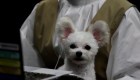 Esta compañía japonesa le da la bienvenida a los "perros oficinistas"