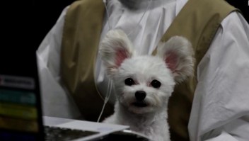Esta compañía japonesa le da la bienvenida a los "perros oficinistas"